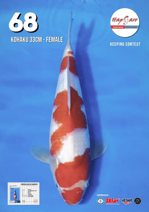 Lelang Koi Online, Jual Beli Ikan Koi, Pusat Jual Beli Koi, Info Lelang Koi Hari Ini, Platform Jual Beli Koi, Jual Beli Ikan Koi Online, Marketplace Ikan Koi, Jual Koi Terbaik, Tempat Beli Koi Berkualitas, Pasar Ikan Koi Online Terpercaya, Penjual Ikan Koi Terpercaya, Beli Koi Hias Online, Ikan Koi untuk Dijual, Koi Kualitas Terbaik, Toko Online Ikan Koi, Koi Hias Untuk Dijual, Jual Beli Ikan Koi Lokal, Koi Indonesia Online, Pusat Jual Beli Koi Terbesar