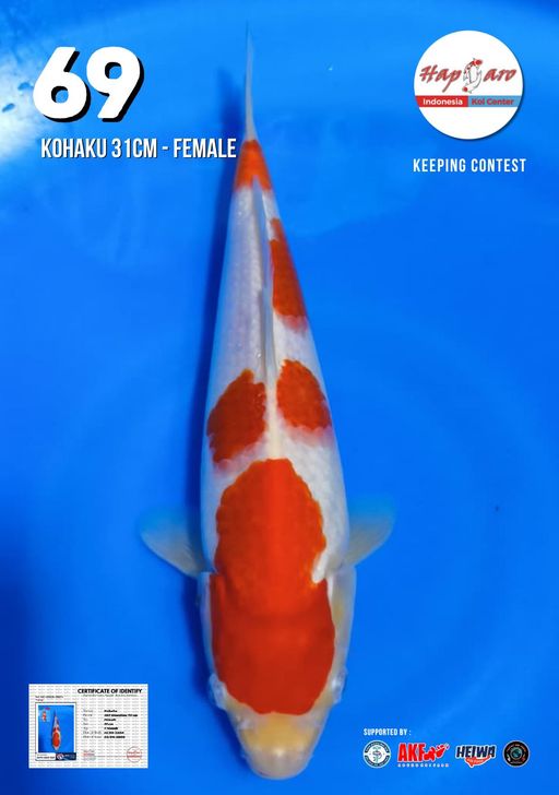 Lelang Koi Online, Jual Beli Ikan Koi, Pusat Jual Beli Koi, Info Lelang Koi Hari Ini, Platform Jual Beli Koi, Jual Beli Ikan Koi Online, Marketplace Ikan Koi, Jual Koi Terbaik, Tempat Beli Koi Berkualitas, Pasar Ikan Koi Online Terpercaya, Penjual Ikan Koi Terpercaya, Beli Koi Hias Online, Ikan Koi untuk Dijual, Koi Kualitas Terbaik, Toko Online Ikan Koi, Koi Hias Untuk Dijual, Jual Beli Ikan Koi Lokal, Koi Indonesia Online, Pusat Jual Beli Koi Terbesar