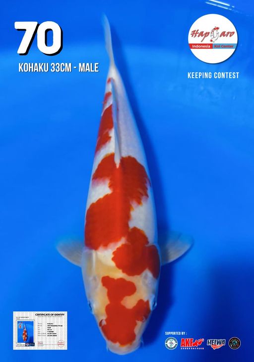 Lelang Koi Online, Jual Beli Ikan Koi, Pusat Jual Beli Koi, Info Lelang Koi Hari Ini, Platform Jual Beli Koi, Jual Beli Ikan Koi Online, Marketplace Ikan Koi, Jual Koi Terbaik, Tempat Beli Koi Berkualitas, Pasar Ikan Koi Online Terpercaya, Penjual Ikan Koi Terpercaya, Beli Koi Hias Online, Ikan Koi untuk Dijual, Koi Kualitas Terbaik, Toko Online Ikan Koi, Koi Hias Untuk Dijual, Jual Beli Ikan Koi Lokal, Koi Indonesia Online, Pusat Jual Beli Koi Terbesar