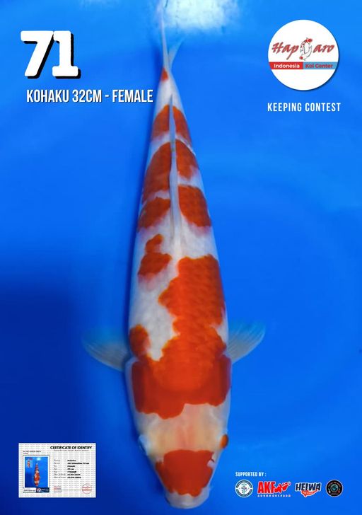 Lelang Koi Online, Jual Beli Ikan Koi, Pusat Jual Beli Koi, Info Lelang Koi Hari Ini, Platform Jual Beli Koi, Jual Beli Ikan Koi Online, Marketplace Ikan Koi, Jual Koi Terbaik, Tempat Beli Koi Berkualitas, Pasar Ikan Koi Online Terpercaya, Penjual Ikan Koi Terpercaya, Beli Koi Hias Online, Ikan Koi untuk Dijual, Koi Kualitas Terbaik, Toko Online Ikan Koi, Koi Hias Untuk Dijual, Jual Beli Ikan Koi Lokal, Koi Indonesia Online, Pusat Jual Beli Koi Terbesar