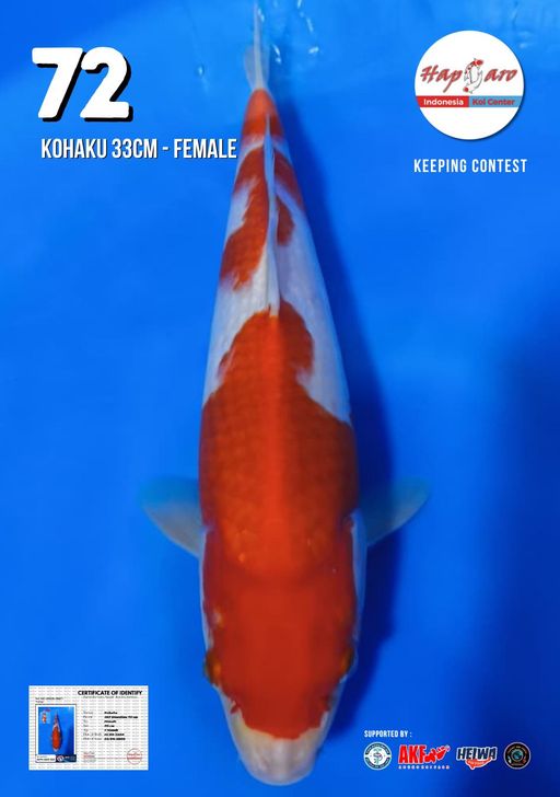 Lelang Koi Online, Jual Beli Ikan Koi, Pusat Jual Beli Koi, Info Lelang Koi Hari Ini, Platform Jual Beli Koi, Jual Beli Ikan Koi Online, Marketplace Ikan Koi, Jual Koi Terbaik, Tempat Beli Koi Berkualitas, Pasar Ikan Koi Online Terpercaya, Penjual Ikan Koi Terpercaya, Beli Koi Hias Online, Ikan Koi untuk Dijual, Koi Kualitas Terbaik, Toko Online Ikan Koi, Koi Hias Untuk Dijual, Jual Beli Ikan Koi Lokal, Koi Indonesia Online, Pusat Jual Beli Koi Terbesar