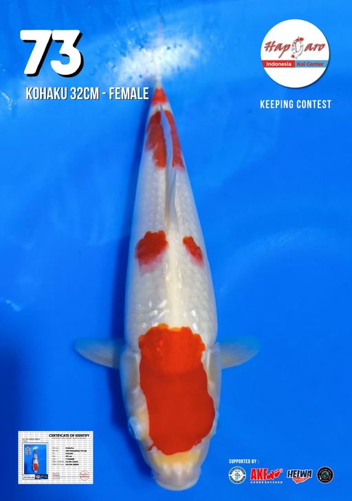 Lelang Koi Online, Jual Beli Ikan Koi, Pusat Jual Beli Koi, Info Lelang Koi Hari Ini, Platform Jual Beli Koi, Jual Beli Ikan Koi Online, Marketplace Ikan Koi, Jual Koi Terbaik, Tempat Beli Koi Berkualitas, Pasar Ikan Koi Online Terpercaya, Penjual Ikan Koi Terpercaya, Beli Koi Hias Online, Ikan Koi untuk Dijual, Koi Kualitas Terbaik, Toko Online Ikan Koi, Koi Hias Untuk Dijual, Jual Beli Ikan Koi Lokal, Koi Indonesia Online, Pusat Jual Beli Koi Terbesar