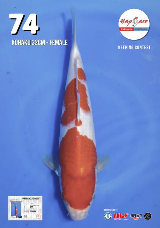 Lelang Koi Online, Jual Beli Ikan Koi, Pusat Jual Beli Koi, Info Lelang Koi Hari Ini, Platform Jual Beli Koi, Jual Beli Ikan Koi Online, Marketplace Ikan Koi, Jual Koi Terbaik, Tempat Beli Koi Berkualitas, Pasar Ikan Koi Online Terpercaya, Penjual Ikan Koi Terpercaya, Beli Koi Hias Online, Ikan Koi untuk Dijual, Koi Kualitas Terbaik, Toko Online Ikan Koi, Koi Hias Untuk Dijual, Jual Beli Ikan Koi Lokal, Koi Indonesia Online, Pusat Jual Beli Koi Terbesar