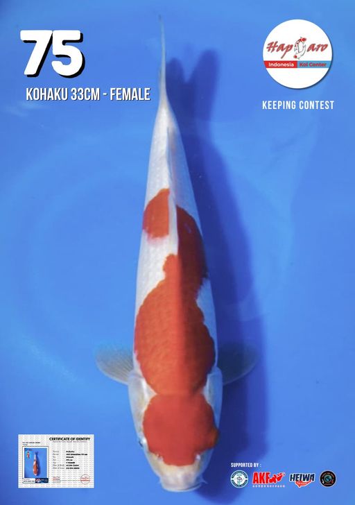 Lelang Koi Online, Jual Beli Ikan Koi, Pusat Jual Beli Koi, Info Lelang Koi Hari Ini, Platform Jual Beli Koi, Jual Beli Ikan Koi Online, Marketplace Ikan Koi, Jual Koi Terbaik, Tempat Beli Koi Berkualitas, Pasar Ikan Koi Online Terpercaya, Penjual Ikan Koi Terpercaya, Beli Koi Hias Online, Ikan Koi untuk Dijual, Koi Kualitas Terbaik, Toko Online Ikan Koi, Koi Hias Untuk Dijual, Jual Beli Ikan Koi Lokal, Koi Indonesia Online, Pusat Jual Beli Koi Terbesar