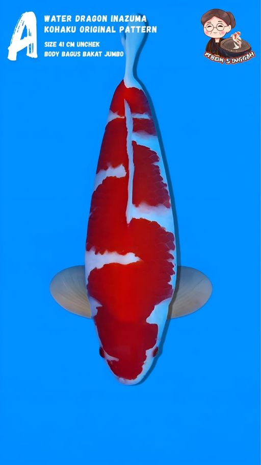 Lelang Koi Online, Jual Beli Ikan Koi, Pusat Jual Beli Koi, Info Lelang Koi Hari Ini, Platform Jual Beli Koi, Jual Beli Ikan Koi Online, Marketplace Ikan Koi, Jual Koi Terbaik, Tempat Beli Koi Berkualitas, Pasar Ikan Koi Online Terpercaya, Penjual Ikan Koi Terpercaya, Beli Koi Hias Online, Ikan Koi untuk Dijual, Koi Kualitas Terbaik, Toko Online Ikan Koi, Koi Hias Untuk Dijual, Jual Beli Ikan Koi Lokal, Koi Indonesia Online, Pusat Jual Beli Koi Terbesar
