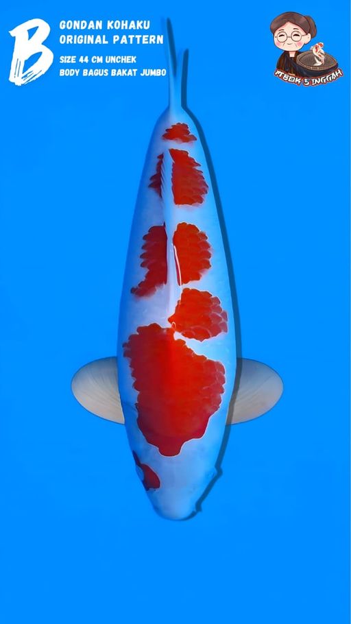 Lelang Koi Online, Jual Beli Ikan Koi, Pusat Jual Beli Koi, Info Lelang Koi Hari Ini, Platform Jual Beli Koi, Jual Beli Ikan Koi Online, Marketplace Ikan Koi, Jual Koi Terbaik, Tempat Beli Koi Berkualitas, Pasar Ikan Koi Online Terpercaya, Penjual Ikan Koi Terpercaya, Beli Koi Hias Online, Ikan Koi untuk Dijual, Koi Kualitas Terbaik, Toko Online Ikan Koi, Koi Hias Untuk Dijual, Jual Beli Ikan Koi Lokal, Koi Indonesia Online, Pusat Jual Beli Koi Terbesar