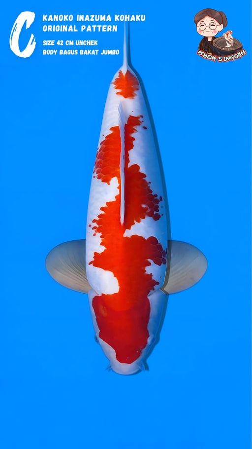 Lelang Koi Online, Jual Beli Ikan Koi, Pusat Jual Beli Koi, Info Lelang Koi Hari Ini, Platform Jual Beli Koi, Jual Beli Ikan Koi Online, Marketplace Ikan Koi, Jual Koi Terbaik, Tempat Beli Koi Berkualitas, Pasar Ikan Koi Online Terpercaya, Penjual Ikan Koi Terpercaya, Beli Koi Hias Online, Ikan Koi untuk Dijual, Koi Kualitas Terbaik, Toko Online Ikan Koi, Koi Hias Untuk Dijual, Jual Beli Ikan Koi Lokal, Koi Indonesia Online, Pusat Jual Beli Koi Terbesar