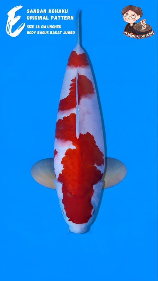 Lelang Koi Online, Jual Beli Ikan Koi, Pusat Jual Beli Koi, Info Lelang Koi Hari Ini, Platform Jual Beli Koi, Jual Beli Ikan Koi Online, Marketplace Ikan Koi, Jual Koi Terbaik, Tempat Beli Koi Berkualitas, Pasar Ikan Koi Online Terpercaya, Penjual Ikan Koi Terpercaya, Beli Koi Hias Online, Ikan Koi untuk Dijual, Koi Kualitas Terbaik, Toko Online Ikan Koi, Koi Hias Untuk Dijual, Jual Beli Ikan Koi Lokal, Koi Indonesia Online, Pusat Jual Beli Koi Terbesar