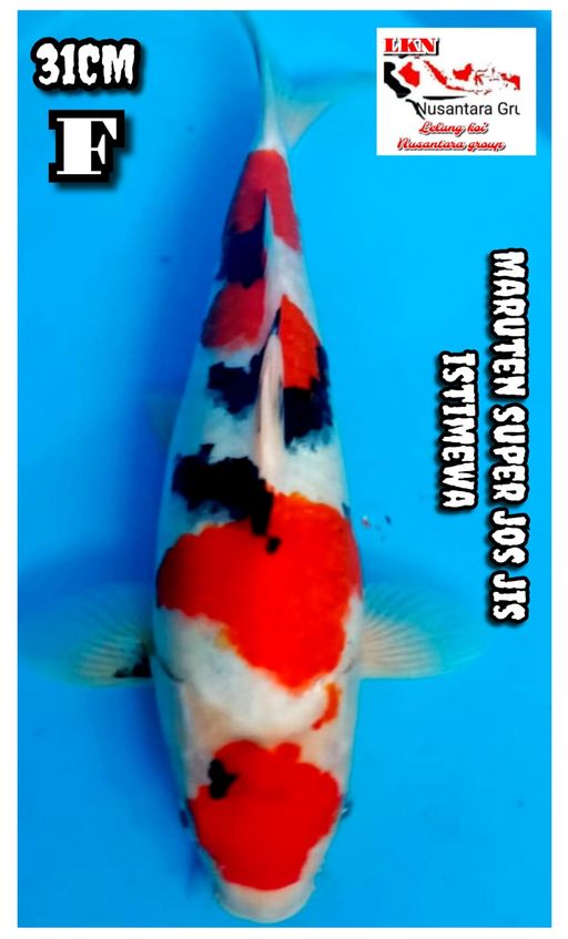 Lelang Koi Online, Jual Beli Ikan Koi, Pusat Jual Beli Koi, Info Lelang Koi Hari Ini, Platform Jual Beli Koi, Jual Beli Ikan Koi Online, Marketplace Ikan Koi, Jual Koi Terbaik, Tempat Beli Koi Berkualitas, Pasar Ikan Koi Online Terpercaya, Penjual Ikan Koi Terpercaya, Beli Koi Hias Online, Ikan Koi untuk Dijual, Koi Kualitas Terbaik, Toko Online Ikan Koi, Koi Hias Untuk Dijual, Jual Beli Ikan Koi Lokal, Koi Indonesia Online, Pusat Jual Beli Koi Terbesar