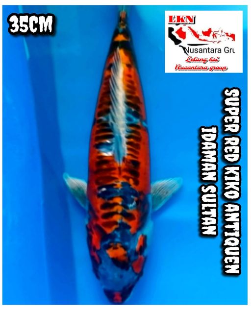 Lelang Koi Online, Jual Beli Ikan Koi, Pusat Jual Beli Koi, Info Lelang Koi Hari Ini, Platform Jual Beli Koi, Jual Beli Ikan Koi Online, Marketplace Ikan Koi, Jual Koi Terbaik, Tempat Beli Koi Berkualitas, Pasar Ikan Koi Online Terpercaya, Penjual Ikan Koi Terpercaya, Beli Koi Hias Online, Ikan Koi untuk Dijual, Koi Kualitas Terbaik, Toko Online Ikan Koi, Koi Hias Untuk Dijual, Jual Beli Ikan Koi Lokal, Koi Indonesia Online, Pusat Jual Beli Koi Terbesar