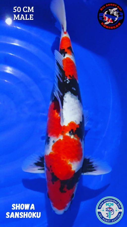 Lelang Koi Online, Jual Beli Ikan Koi, Pusat Jual Beli Koi, Info Lelang Koi Hari Ini, Platform Jual Beli Koi, Jual Beli Ikan Koi Online, Marketplace Ikan Koi, Jual Koi Terbaik, Tempat Beli Koi Berkualitas, Pasar Ikan Koi Online Terpercaya, Penjual Ikan Koi Terpercaya, Beli Koi Hias Online, Ikan Koi untuk Dijual, Koi Kualitas Terbaik, Toko Online Ikan Koi, Koi Hias Untuk Dijual, Jual Beli Ikan Koi Lokal, Koi Indonesia Online, Pusat Jual Beli Koi Terbesar