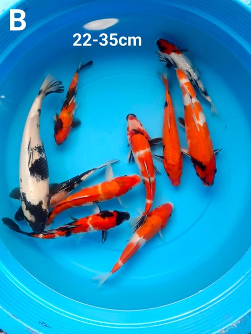 Lelang Koi Online, Jual Beli Ikan Koi, Pusat Jual Beli Koi, Info Lelang Koi Hari Ini, Platform Jual Beli Koi, Jual Beli Ikan Koi Online, Marketplace Ikan Koi, Jual Koi Terbaik, Tempat Beli Koi Berkualitas, Pasar Ikan Koi Online Terpercaya, Penjual Ikan Koi Terpercaya, Beli Koi Hias Online, Ikan Koi untuk Dijual, Koi Kualitas Terbaik, Toko Online Ikan Koi, Koi Hias Untuk Dijual, Jual Beli Ikan Koi Lokal, Koi Indonesia Online, Pusat Jual Beli Koi Terbesar