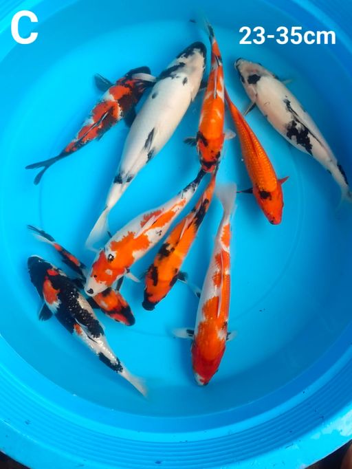 Lelang Koi Online, Jual Beli Ikan Koi, Pusat Jual Beli Koi, Info Lelang Koi Hari Ini, Platform Jual Beli Koi, Jual Beli Ikan Koi Online, Marketplace Ikan Koi, Jual Koi Terbaik, Tempat Beli Koi Berkualitas, Pasar Ikan Koi Online Terpercaya, Penjual Ikan Koi Terpercaya, Beli Koi Hias Online, Ikan Koi untuk Dijual, Koi Kualitas Terbaik, Toko Online Ikan Koi, Koi Hias Untuk Dijual, Jual Beli Ikan Koi Lokal, Koi Indonesia Online, Pusat Jual Beli Koi Terbesar