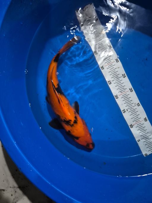 Lelang Koi Online, Jual Beli Ikan Koi, Pusat Jual Beli Koi, Info Lelang Koi Hari Ini, Platform Jual Beli Koi, Jual Beli Ikan Koi Online, Marketplace Ikan Koi, Jual Koi Terbaik, Tempat Beli Koi Berkualitas, Pasar Ikan Koi Online Terpercaya, Penjual Ikan Koi Terpercaya, Beli Koi Hias Online, Ikan Koi untuk Dijual, Koi Kualitas Terbaik, Toko Online Ikan Koi, Koi Hias Untuk Dijual, Jual Beli Ikan Koi Lokal, Koi Indonesia Online, Pusat Jual Beli Koi Terbesar