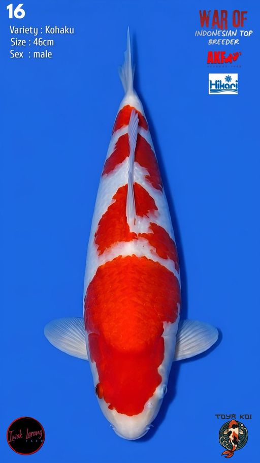 Lelang Koi Online, Jual Beli Ikan Koi, Pusat Jual Beli Koi, Info Lelang Koi Hari Ini, Platform Jual Beli Koi, Jual Beli Ikan Koi Online, Marketplace Ikan Koi, Jual Koi Terbaik, Tempat Beli Koi Berkualitas, Pasar Ikan Koi Online Terpercaya, Penjual Ikan Koi Terpercaya, Beli Koi Hias Online, Ikan Koi untuk Dijual, Koi Kualitas Terbaik, Toko Online Ikan Koi, Koi Hias Untuk Dijual, Jual Beli Ikan Koi Lokal, Koi Indonesia Online, Pusat Jual Beli Koi Terbesar