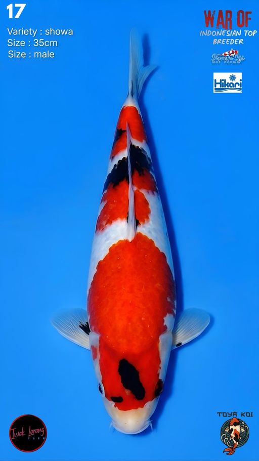 Lelang Koi Online, Jual Beli Ikan Koi, Pusat Jual Beli Koi, Info Lelang Koi Hari Ini, Platform Jual Beli Koi, Jual Beli Ikan Koi Online, Marketplace Ikan Koi, Jual Koi Terbaik, Tempat Beli Koi Berkualitas, Pasar Ikan Koi Online Terpercaya, Penjual Ikan Koi Terpercaya, Beli Koi Hias Online, Ikan Koi untuk Dijual, Koi Kualitas Terbaik, Toko Online Ikan Koi, Koi Hias Untuk Dijual, Jual Beli Ikan Koi Lokal, Koi Indonesia Online, Pusat Jual Beli Koi Terbesar