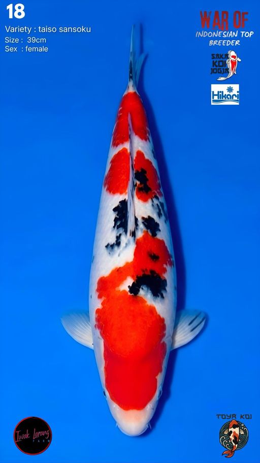 Lelang Koi Online, Jual Beli Ikan Koi, Pusat Jual Beli Koi, Info Lelang Koi Hari Ini, Platform Jual Beli Koi, Jual Beli Ikan Koi Online, Marketplace Ikan Koi, Jual Koi Terbaik, Tempat Beli Koi Berkualitas, Pasar Ikan Koi Online Terpercaya, Penjual Ikan Koi Terpercaya, Beli Koi Hias Online, Ikan Koi untuk Dijual, Koi Kualitas Terbaik, Toko Online Ikan Koi, Koi Hias Untuk Dijual, Jual Beli Ikan Koi Lokal, Koi Indonesia Online, Pusat Jual Beli Koi Terbesar