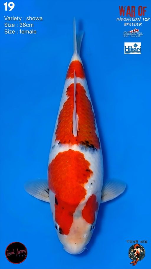 Lelang Koi Online, Jual Beli Ikan Koi, Pusat Jual Beli Koi, Info Lelang Koi Hari Ini, Platform Jual Beli Koi, Jual Beli Ikan Koi Online, Marketplace Ikan Koi, Jual Koi Terbaik, Tempat Beli Koi Berkualitas, Pasar Ikan Koi Online Terpercaya, Penjual Ikan Koi Terpercaya, Beli Koi Hias Online, Ikan Koi untuk Dijual, Koi Kualitas Terbaik, Toko Online Ikan Koi, Koi Hias Untuk Dijual, Jual Beli Ikan Koi Lokal, Koi Indonesia Online, Pusat Jual Beli Koi Terbesar