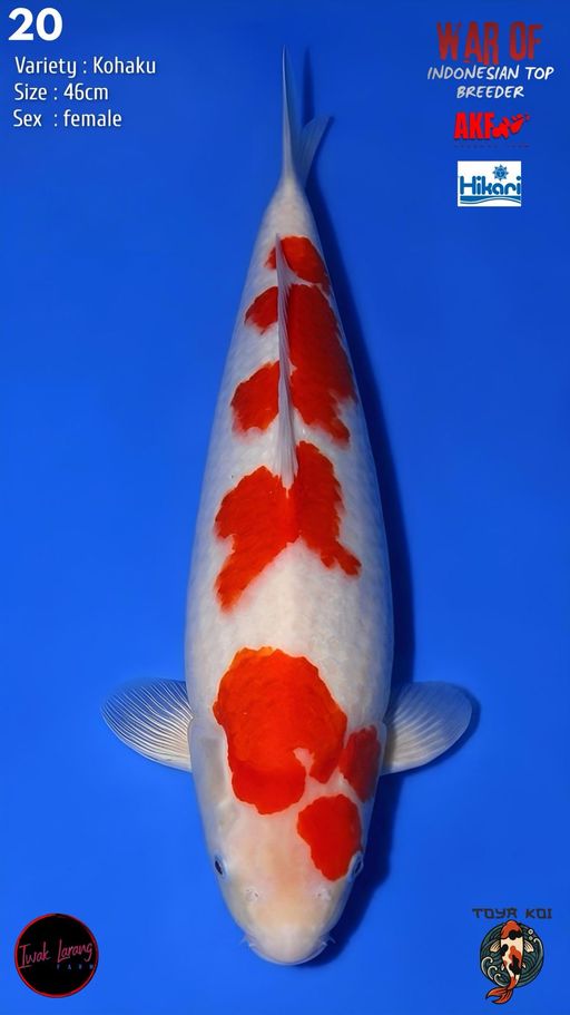 Lelang Koi Online, Jual Beli Ikan Koi, Pusat Jual Beli Koi, Info Lelang Koi Hari Ini, Platform Jual Beli Koi, Jual Beli Ikan Koi Online, Marketplace Ikan Koi, Jual Koi Terbaik, Tempat Beli Koi Berkualitas, Pasar Ikan Koi Online Terpercaya, Penjual Ikan Koi Terpercaya, Beli Koi Hias Online, Ikan Koi untuk Dijual, Koi Kualitas Terbaik, Toko Online Ikan Koi, Koi Hias Untuk Dijual, Jual Beli Ikan Koi Lokal, Koi Indonesia Online, Pusat Jual Beli Koi Terbesar