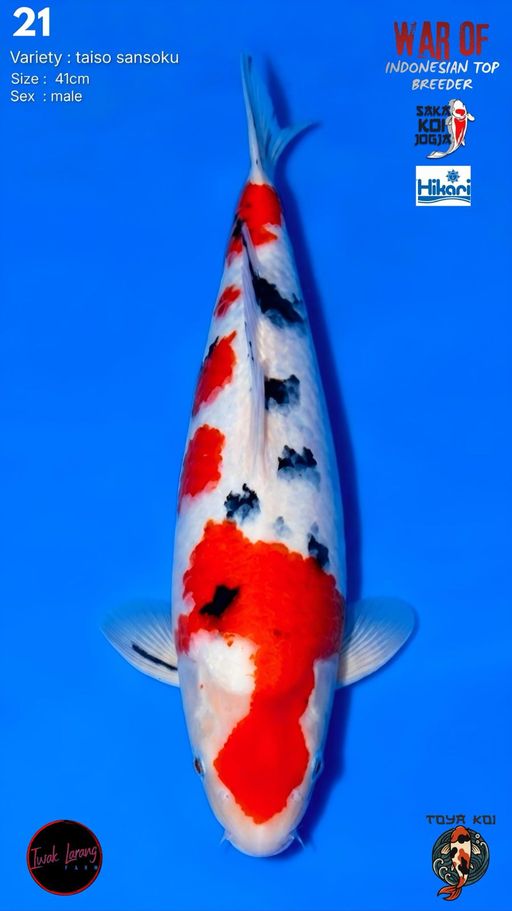 Lelang Koi Online, Jual Beli Ikan Koi, Pusat Jual Beli Koi, Info Lelang Koi Hari Ini, Platform Jual Beli Koi, Jual Beli Ikan Koi Online, Marketplace Ikan Koi, Jual Koi Terbaik, Tempat Beli Koi Berkualitas, Pasar Ikan Koi Online Terpercaya, Penjual Ikan Koi Terpercaya, Beli Koi Hias Online, Ikan Koi untuk Dijual, Koi Kualitas Terbaik, Toko Online Ikan Koi, Koi Hias Untuk Dijual, Jual Beli Ikan Koi Lokal, Koi Indonesia Online, Pusat Jual Beli Koi Terbesar