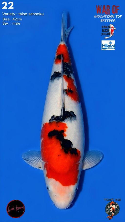 Lelang Koi Online, Jual Beli Ikan Koi, Pusat Jual Beli Koi, Info Lelang Koi Hari Ini, Platform Jual Beli Koi, Jual Beli Ikan Koi Online, Marketplace Ikan Koi, Jual Koi Terbaik, Tempat Beli Koi Berkualitas, Pasar Ikan Koi Online Terpercaya, Penjual Ikan Koi Terpercaya, Beli Koi Hias Online, Ikan Koi untuk Dijual, Koi Kualitas Terbaik, Toko Online Ikan Koi, Koi Hias Untuk Dijual, Jual Beli Ikan Koi Lokal, Koi Indonesia Online, Pusat Jual Beli Koi Terbesar