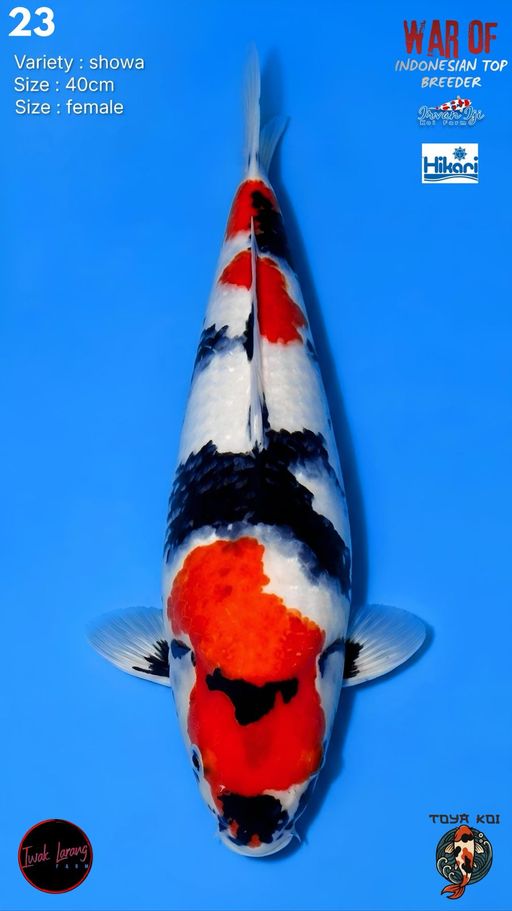 Lelang Koi Online, Jual Beli Ikan Koi, Pusat Jual Beli Koi, Info Lelang Koi Hari Ini, Platform Jual Beli Koi, Jual Beli Ikan Koi Online, Marketplace Ikan Koi, Jual Koi Terbaik, Tempat Beli Koi Berkualitas, Pasar Ikan Koi Online Terpercaya, Penjual Ikan Koi Terpercaya, Beli Koi Hias Online, Ikan Koi untuk Dijual, Koi Kualitas Terbaik, Toko Online Ikan Koi, Koi Hias Untuk Dijual, Jual Beli Ikan Koi Lokal, Koi Indonesia Online, Pusat Jual Beli Koi Terbesar