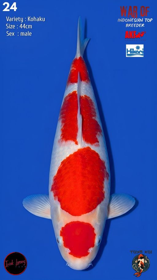 Lelang Koi Online, Jual Beli Ikan Koi, Pusat Jual Beli Koi, Info Lelang Koi Hari Ini, Platform Jual Beli Koi, Jual Beli Ikan Koi Online, Marketplace Ikan Koi, Jual Koi Terbaik, Tempat Beli Koi Berkualitas, Pasar Ikan Koi Online Terpercaya, Penjual Ikan Koi Terpercaya, Beli Koi Hias Online, Ikan Koi untuk Dijual, Koi Kualitas Terbaik, Toko Online Ikan Koi, Koi Hias Untuk Dijual, Jual Beli Ikan Koi Lokal, Koi Indonesia Online, Pusat Jual Beli Koi Terbesar