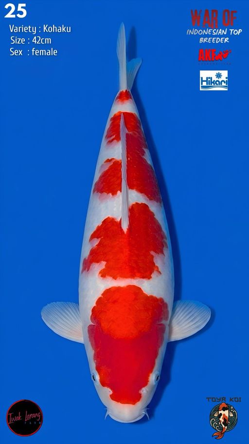 Lelang Koi Online, Jual Beli Ikan Koi, Pusat Jual Beli Koi, Info Lelang Koi Hari Ini, Platform Jual Beli Koi, Jual Beli Ikan Koi Online, Marketplace Ikan Koi, Jual Koi Terbaik, Tempat Beli Koi Berkualitas, Pasar Ikan Koi Online Terpercaya, Penjual Ikan Koi Terpercaya, Beli Koi Hias Online, Ikan Koi untuk Dijual, Koi Kualitas Terbaik, Toko Online Ikan Koi, Koi Hias Untuk Dijual, Jual Beli Ikan Koi Lokal, Koi Indonesia Online, Pusat Jual Beli Koi Terbesar