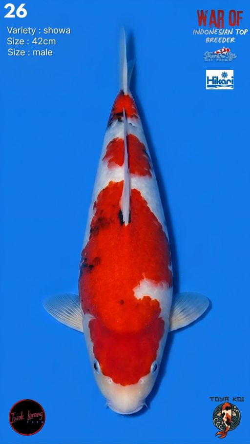 Lelang Koi Online, Jual Beli Ikan Koi, Pusat Jual Beli Koi, Info Lelang Koi Hari Ini, Platform Jual Beli Koi, Jual Beli Ikan Koi Online, Marketplace Ikan Koi, Jual Koi Terbaik, Tempat Beli Koi Berkualitas, Pasar Ikan Koi Online Terpercaya, Penjual Ikan Koi Terpercaya, Beli Koi Hias Online, Ikan Koi untuk Dijual, Koi Kualitas Terbaik, Toko Online Ikan Koi, Koi Hias Untuk Dijual, Jual Beli Ikan Koi Lokal, Koi Indonesia Online, Pusat Jual Beli Koi Terbesar