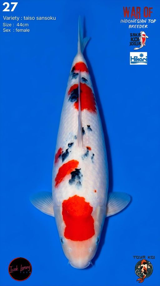 Lelang Koi Online, Jual Beli Ikan Koi, Pusat Jual Beli Koi, Info Lelang Koi Hari Ini, Platform Jual Beli Koi, Jual Beli Ikan Koi Online, Marketplace Ikan Koi, Jual Koi Terbaik, Tempat Beli Koi Berkualitas, Pasar Ikan Koi Online Terpercaya, Penjual Ikan Koi Terpercaya, Beli Koi Hias Online, Ikan Koi untuk Dijual, Koi Kualitas Terbaik, Toko Online Ikan Koi, Koi Hias Untuk Dijual, Jual Beli Ikan Koi Lokal, Koi Indonesia Online, Pusat Jual Beli Koi Terbesar