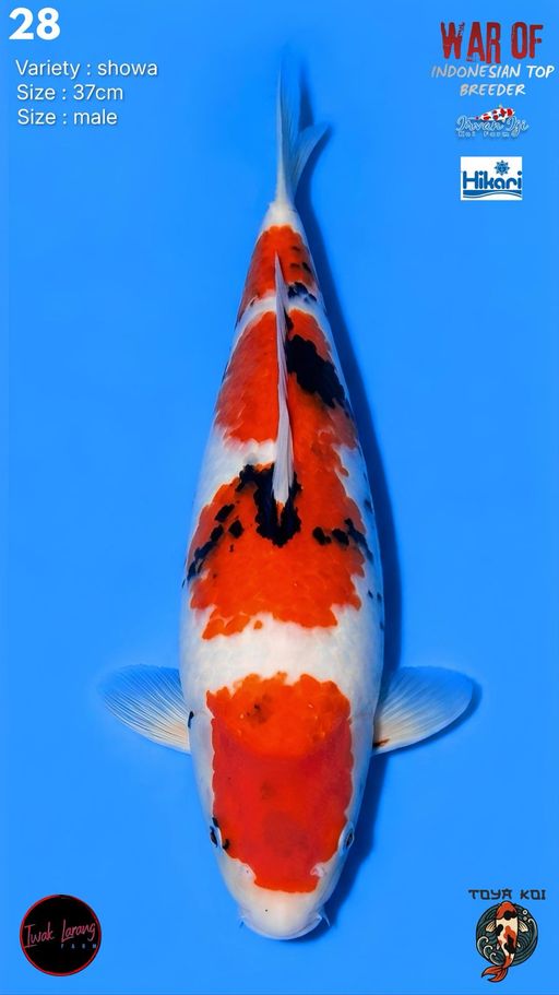 Lelang Koi Online, Jual Beli Ikan Koi, Pusat Jual Beli Koi, Info Lelang Koi Hari Ini, Platform Jual Beli Koi, Jual Beli Ikan Koi Online, Marketplace Ikan Koi, Jual Koi Terbaik, Tempat Beli Koi Berkualitas, Pasar Ikan Koi Online Terpercaya, Penjual Ikan Koi Terpercaya, Beli Koi Hias Online, Ikan Koi untuk Dijual, Koi Kualitas Terbaik, Toko Online Ikan Koi, Koi Hias Untuk Dijual, Jual Beli Ikan Koi Lokal, Koi Indonesia Online, Pusat Jual Beli Koi Terbesar