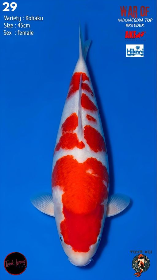 Lelang Koi Online, Jual Beli Ikan Koi, Pusat Jual Beli Koi, Info Lelang Koi Hari Ini, Platform Jual Beli Koi, Jual Beli Ikan Koi Online, Marketplace Ikan Koi, Jual Koi Terbaik, Tempat Beli Koi Berkualitas, Pasar Ikan Koi Online Terpercaya, Penjual Ikan Koi Terpercaya, Beli Koi Hias Online, Ikan Koi untuk Dijual, Koi Kualitas Terbaik, Toko Online Ikan Koi, Koi Hias Untuk Dijual, Jual Beli Ikan Koi Lokal, Koi Indonesia Online, Pusat Jual Beli Koi Terbesar