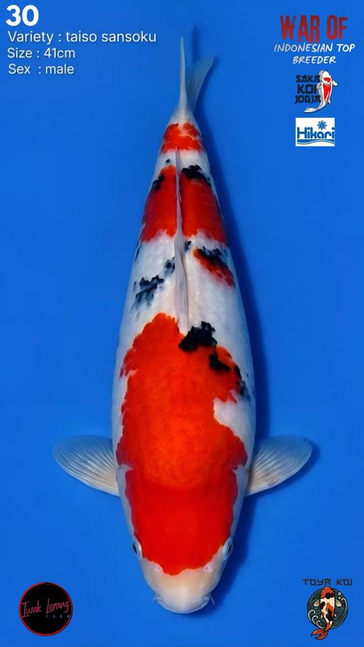 Lelang Koi Online, Jual Beli Ikan Koi, Pusat Jual Beli Koi, Info Lelang Koi Hari Ini, Platform Jual Beli Koi, Jual Beli Ikan Koi Online, Marketplace Ikan Koi, Jual Koi Terbaik, Tempat Beli Koi Berkualitas, Pasar Ikan Koi Online Terpercaya, Penjual Ikan Koi Terpercaya, Beli Koi Hias Online, Ikan Koi untuk Dijual, Koi Kualitas Terbaik, Toko Online Ikan Koi, Koi Hias Untuk Dijual, Jual Beli Ikan Koi Lokal, Koi Indonesia Online, Pusat Jual Beli Koi Terbesar