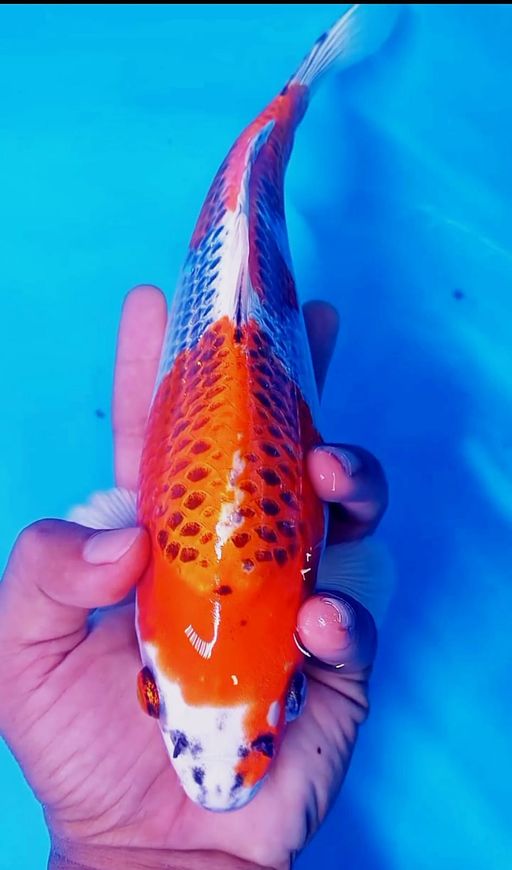 Lelang Koi Online, Jual Beli Ikan Koi, Pusat Jual Beli Koi, Info Lelang Koi Hari Ini, Platform Jual Beli Koi, Jual Beli Ikan Koi Online, Marketplace Ikan Koi, Jual Koi Terbaik, Tempat Beli Koi Berkualitas, Pasar Ikan Koi Online Terpercaya, Penjual Ikan Koi Terpercaya, Beli Koi Hias Online, Ikan Koi untuk Dijual, Koi Kualitas Terbaik, Toko Online Ikan Koi, Koi Hias Untuk Dijual, Jual Beli Ikan Koi Lokal, Koi Indonesia Online, Pusat Jual Beli Koi Terbesar