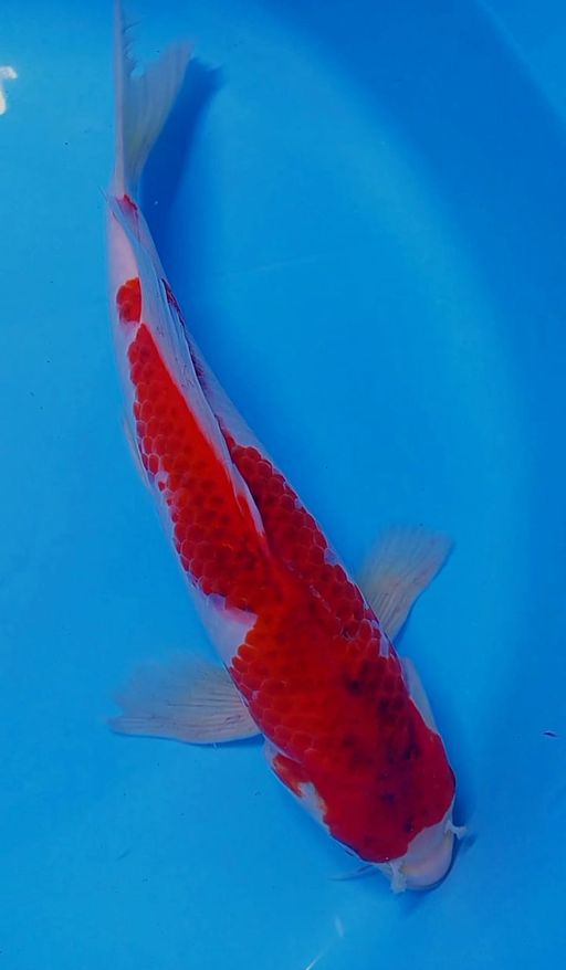 Lelang Koi Online, Jual Beli Ikan Koi, Pusat Jual Beli Koi, Info Lelang Koi Hari Ini, Platform Jual Beli Koi, Jual Beli Ikan Koi Online, Marketplace Ikan Koi, Jual Koi Terbaik, Tempat Beli Koi Berkualitas, Pasar Ikan Koi Online Terpercaya, Penjual Ikan Koi Terpercaya, Beli Koi Hias Online, Ikan Koi untuk Dijual, Koi Kualitas Terbaik, Toko Online Ikan Koi, Koi Hias Untuk Dijual, Jual Beli Ikan Koi Lokal, Koi Indonesia Online, Pusat Jual Beli Koi Terbesar