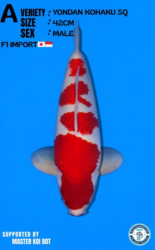 Lelang Koi Online, Jual Beli Ikan Koi, Pusat Jual Beli Koi, Info Lelang Koi Hari Ini, Platform Jual Beli Koi, Jual Beli Ikan Koi Online, Marketplace Ikan Koi, Jual Koi Terbaik, Tempat Beli Koi Berkualitas, Pasar Ikan Koi Online Terpercaya, Penjual Ikan Koi Terpercaya, Beli Koi Hias Online, Ikan Koi untuk Dijual, Koi Kualitas Terbaik, Toko Online Ikan Koi, Koi Hias Untuk Dijual, Jual Beli Ikan Koi Lokal, Koi Indonesia Online, Pusat Jual Beli Koi Terbesar