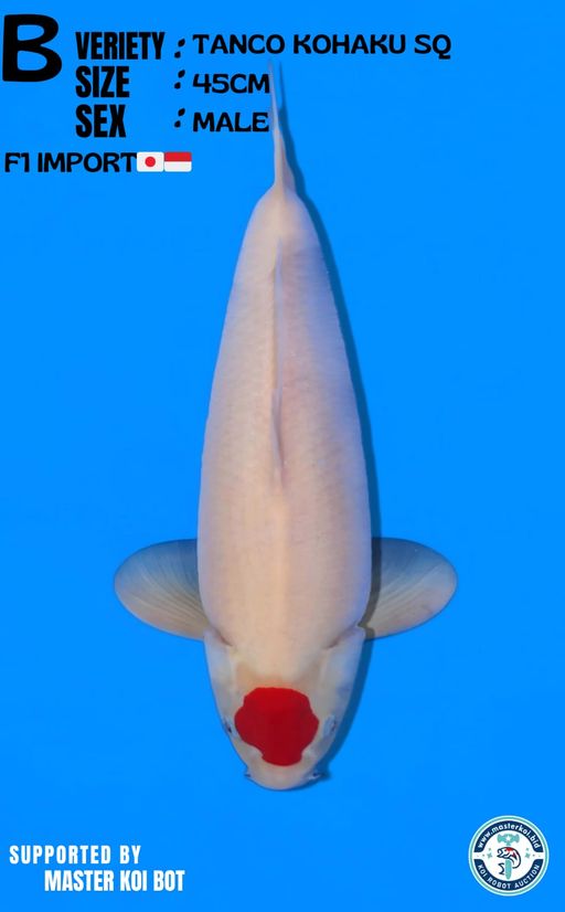 Lelang Koi Online, Jual Beli Ikan Koi, Pusat Jual Beli Koi, Info Lelang Koi Hari Ini, Platform Jual Beli Koi, Jual Beli Ikan Koi Online, Marketplace Ikan Koi, Jual Koi Terbaik, Tempat Beli Koi Berkualitas, Pasar Ikan Koi Online Terpercaya, Penjual Ikan Koi Terpercaya, Beli Koi Hias Online, Ikan Koi untuk Dijual, Koi Kualitas Terbaik, Toko Online Ikan Koi, Koi Hias Untuk Dijual, Jual Beli Ikan Koi Lokal, Koi Indonesia Online, Pusat Jual Beli Koi Terbesar