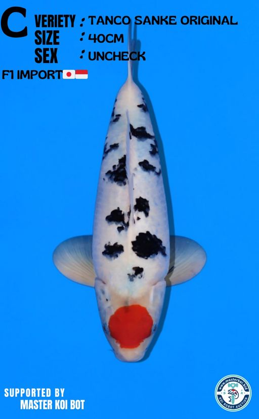 Lelang Koi Online, Jual Beli Ikan Koi, Pusat Jual Beli Koi, Info Lelang Koi Hari Ini, Platform Jual Beli Koi, Jual Beli Ikan Koi Online, Marketplace Ikan Koi, Jual Koi Terbaik, Tempat Beli Koi Berkualitas, Pasar Ikan Koi Online Terpercaya, Penjual Ikan Koi Terpercaya, Beli Koi Hias Online, Ikan Koi untuk Dijual, Koi Kualitas Terbaik, Toko Online Ikan Koi, Koi Hias Untuk Dijual, Jual Beli Ikan Koi Lokal, Koi Indonesia Online, Pusat Jual Beli Koi Terbesar