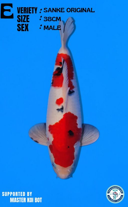 Lelang Koi Online, Jual Beli Ikan Koi, Pusat Jual Beli Koi, Info Lelang Koi Hari Ini, Platform Jual Beli Koi, Jual Beli Ikan Koi Online, Marketplace Ikan Koi, Jual Koi Terbaik, Tempat Beli Koi Berkualitas, Pasar Ikan Koi Online Terpercaya, Penjual Ikan Koi Terpercaya, Beli Koi Hias Online, Ikan Koi untuk Dijual, Koi Kualitas Terbaik, Toko Online Ikan Koi, Koi Hias Untuk Dijual, Jual Beli Ikan Koi Lokal, Koi Indonesia Online, Pusat Jual Beli Koi Terbesar