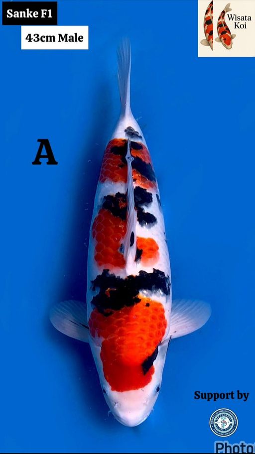 Lelang Koi Online, Jual Beli Ikan Koi, Pusat Jual Beli Koi, Info Lelang Koi Hari Ini, Platform Jual Beli Koi, Jual Beli Ikan Koi Online, Marketplace Ikan Koi, Jual Koi Terbaik, Tempat Beli Koi Berkualitas, Pasar Ikan Koi Online Terpercaya, Penjual Ikan Koi Terpercaya, Beli Koi Hias Online, Ikan Koi untuk Dijual, Koi Kualitas Terbaik, Toko Online Ikan Koi, Koi Hias Untuk Dijual, Jual Beli Ikan Koi Lokal, Koi Indonesia Online, Pusat Jual Beli Koi Terbesar