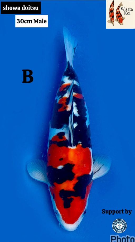 Lelang Koi Online, Jual Beli Ikan Koi, Pusat Jual Beli Koi, Info Lelang Koi Hari Ini, Platform Jual Beli Koi, Jual Beli Ikan Koi Online, Marketplace Ikan Koi, Jual Koi Terbaik, Tempat Beli Koi Berkualitas, Pasar Ikan Koi Online Terpercaya, Penjual Ikan Koi Terpercaya, Beli Koi Hias Online, Ikan Koi untuk Dijual, Koi Kualitas Terbaik, Toko Online Ikan Koi, Koi Hias Untuk Dijual, Jual Beli Ikan Koi Lokal, Koi Indonesia Online, Pusat Jual Beli Koi Terbesar