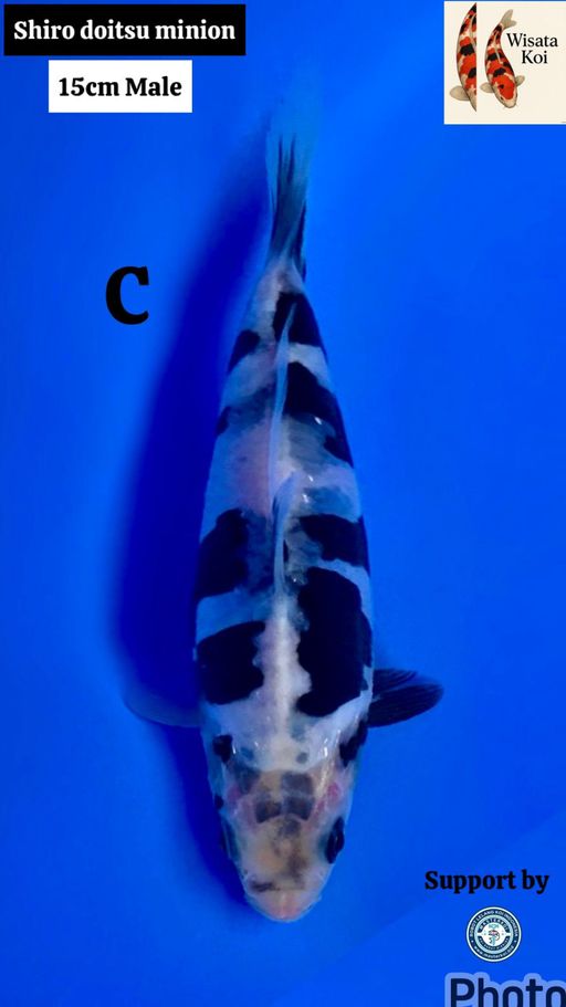 Lelang Koi Online, Jual Beli Ikan Koi, Pusat Jual Beli Koi, Info Lelang Koi Hari Ini, Platform Jual Beli Koi, Jual Beli Ikan Koi Online, Marketplace Ikan Koi, Jual Koi Terbaik, Tempat Beli Koi Berkualitas, Pasar Ikan Koi Online Terpercaya, Penjual Ikan Koi Terpercaya, Beli Koi Hias Online, Ikan Koi untuk Dijual, Koi Kualitas Terbaik, Toko Online Ikan Koi, Koi Hias Untuk Dijual, Jual Beli Ikan Koi Lokal, Koi Indonesia Online, Pusat Jual Beli Koi Terbesar