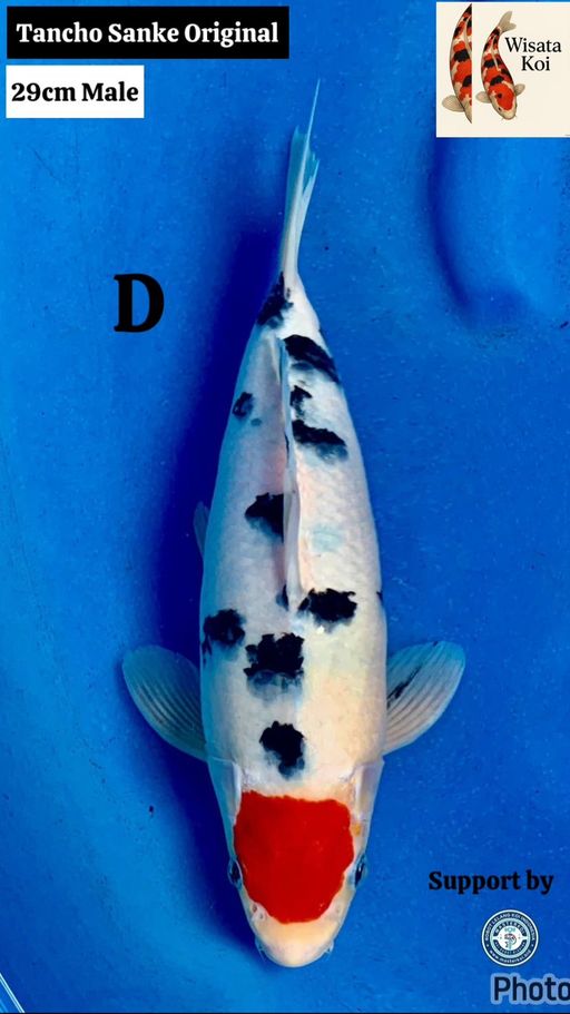 Lelang Koi Online, Jual Beli Ikan Koi, Pusat Jual Beli Koi, Info Lelang Koi Hari Ini, Platform Jual Beli Koi, Jual Beli Ikan Koi Online, Marketplace Ikan Koi, Jual Koi Terbaik, Tempat Beli Koi Berkualitas, Pasar Ikan Koi Online Terpercaya, Penjual Ikan Koi Terpercaya, Beli Koi Hias Online, Ikan Koi untuk Dijual, Koi Kualitas Terbaik, Toko Online Ikan Koi, Koi Hias Untuk Dijual, Jual Beli Ikan Koi Lokal, Koi Indonesia Online, Pusat Jual Beli Koi Terbesar