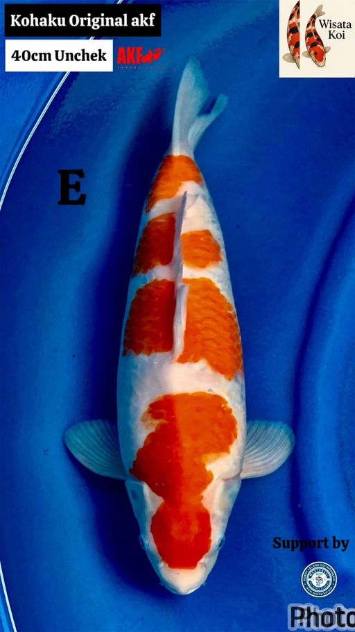 Lelang Koi Online, Jual Beli Ikan Koi, Pusat Jual Beli Koi, Info Lelang Koi Hari Ini, Platform Jual Beli Koi, Jual Beli Ikan Koi Online, Marketplace Ikan Koi, Jual Koi Terbaik, Tempat Beli Koi Berkualitas, Pasar Ikan Koi Online Terpercaya, Penjual Ikan Koi Terpercaya, Beli Koi Hias Online, Ikan Koi untuk Dijual, Koi Kualitas Terbaik, Toko Online Ikan Koi, Koi Hias Untuk Dijual, Jual Beli Ikan Koi Lokal, Koi Indonesia Online, Pusat Jual Beli Koi Terbesar