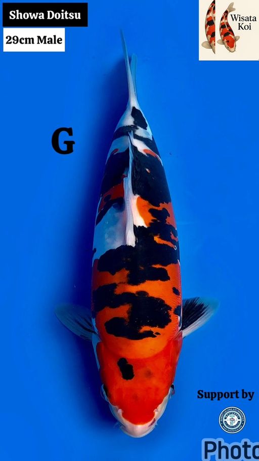 Lelang Koi Online, Jual Beli Ikan Koi, Pusat Jual Beli Koi, Info Lelang Koi Hari Ini, Platform Jual Beli Koi, Jual Beli Ikan Koi Online, Marketplace Ikan Koi, Jual Koi Terbaik, Tempat Beli Koi Berkualitas, Pasar Ikan Koi Online Terpercaya, Penjual Ikan Koi Terpercaya, Beli Koi Hias Online, Ikan Koi untuk Dijual, Koi Kualitas Terbaik, Toko Online Ikan Koi, Koi Hias Untuk Dijual, Jual Beli Ikan Koi Lokal, Koi Indonesia Online, Pusat Jual Beli Koi Terbesar