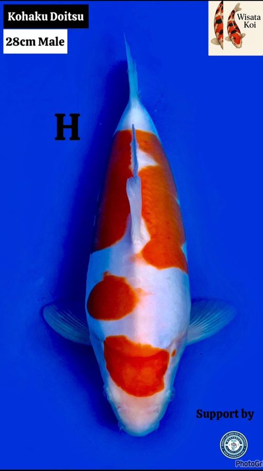 Lelang Koi Online, Jual Beli Ikan Koi, Pusat Jual Beli Koi, Info Lelang Koi Hari Ini, Platform Jual Beli Koi, Jual Beli Ikan Koi Online, Marketplace Ikan Koi, Jual Koi Terbaik, Tempat Beli Koi Berkualitas, Pasar Ikan Koi Online Terpercaya, Penjual Ikan Koi Terpercaya, Beli Koi Hias Online, Ikan Koi untuk Dijual, Koi Kualitas Terbaik, Toko Online Ikan Koi, Koi Hias Untuk Dijual, Jual Beli Ikan Koi Lokal, Koi Indonesia Online, Pusat Jual Beli Koi Terbesar