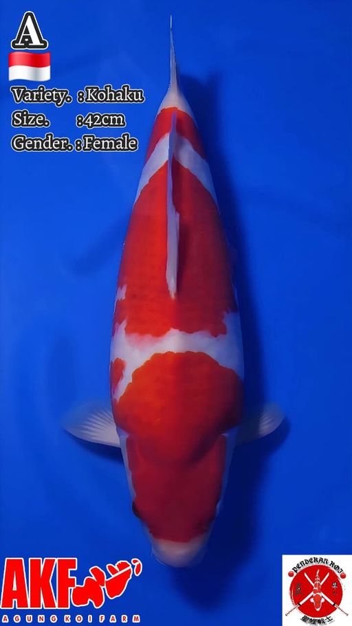 Lelang Koi Online, Jual Beli Ikan Koi, Pusat Jual Beli Koi, Info Lelang Koi Hari Ini, Platform Jual Beli Koi, Jual Beli Ikan Koi Online, Marketplace Ikan Koi, Jual Koi Terbaik, Tempat Beli Koi Berkualitas, Pasar Ikan Koi Online Terpercaya, Penjual Ikan Koi Terpercaya, Beli Koi Hias Online, Ikan Koi untuk Dijual, Koi Kualitas Terbaik, Toko Online Ikan Koi, Koi Hias Untuk Dijual, Jual Beli Ikan Koi Lokal, Koi Indonesia Online, Pusat Jual Beli Koi Terbesar