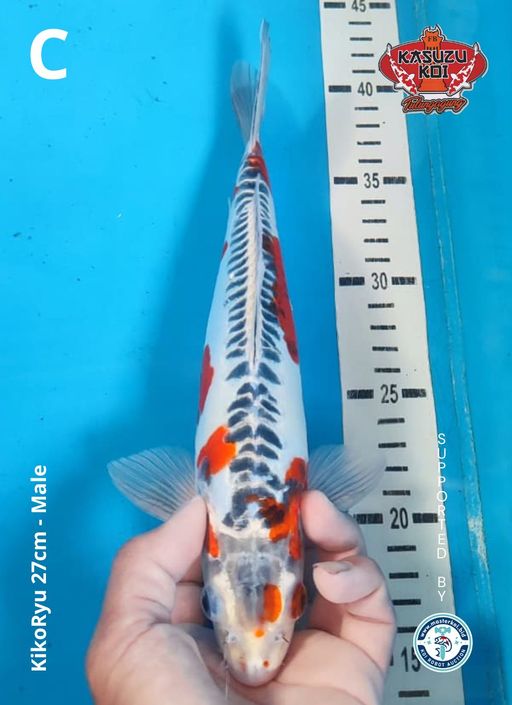 Lelang Koi Online, Jual Beli Ikan Koi, Pusat Jual Beli Koi, Info Lelang Koi Hari Ini, Platform Jual Beli Koi, Jual Beli Ikan Koi Online, Marketplace Ikan Koi, Jual Koi Terbaik, Tempat Beli Koi Berkualitas, Pasar Ikan Koi Online Terpercaya, Penjual Ikan Koi Terpercaya, Beli Koi Hias Online, Ikan Koi untuk Dijual, Koi Kualitas Terbaik, Toko Online Ikan Koi, Koi Hias Untuk Dijual, Jual Beli Ikan Koi Lokal, Koi Indonesia Online, Pusat Jual Beli Koi Terbesar