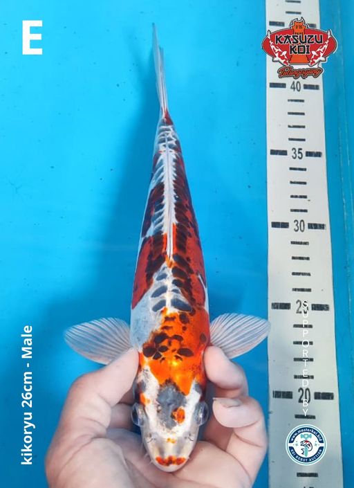 Lelang Koi Online, Jual Beli Ikan Koi, Pusat Jual Beli Koi, Info Lelang Koi Hari Ini, Platform Jual Beli Koi, Jual Beli Ikan Koi Online, Marketplace Ikan Koi, Jual Koi Terbaik, Tempat Beli Koi Berkualitas, Pasar Ikan Koi Online Terpercaya, Penjual Ikan Koi Terpercaya, Beli Koi Hias Online, Ikan Koi untuk Dijual, Koi Kualitas Terbaik, Toko Online Ikan Koi, Koi Hias Untuk Dijual, Jual Beli Ikan Koi Lokal, Koi Indonesia Online, Pusat Jual Beli Koi Terbesar