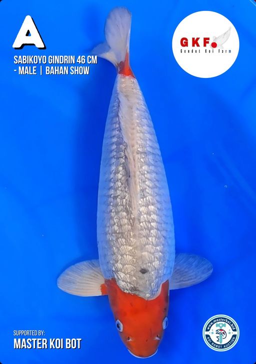 Lelang Koi Online, Jual Beli Ikan Koi, Pusat Jual Beli Koi, Info Lelang Koi Hari Ini, Platform Jual Beli Koi, Jual Beli Ikan Koi Online, Marketplace Ikan Koi, Jual Koi Terbaik, Tempat Beli Koi Berkualitas, Pasar Ikan Koi Online Terpercaya, Penjual Ikan Koi Terpercaya, Beli Koi Hias Online, Ikan Koi untuk Dijual, Koi Kualitas Terbaik, Toko Online Ikan Koi, Koi Hias Untuk Dijual, Jual Beli Ikan Koi Lokal, Koi Indonesia Online, Pusat Jual Beli Koi Terbesar